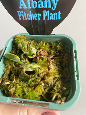 Cephalotus follicularis - The Albany Pitcher Plant