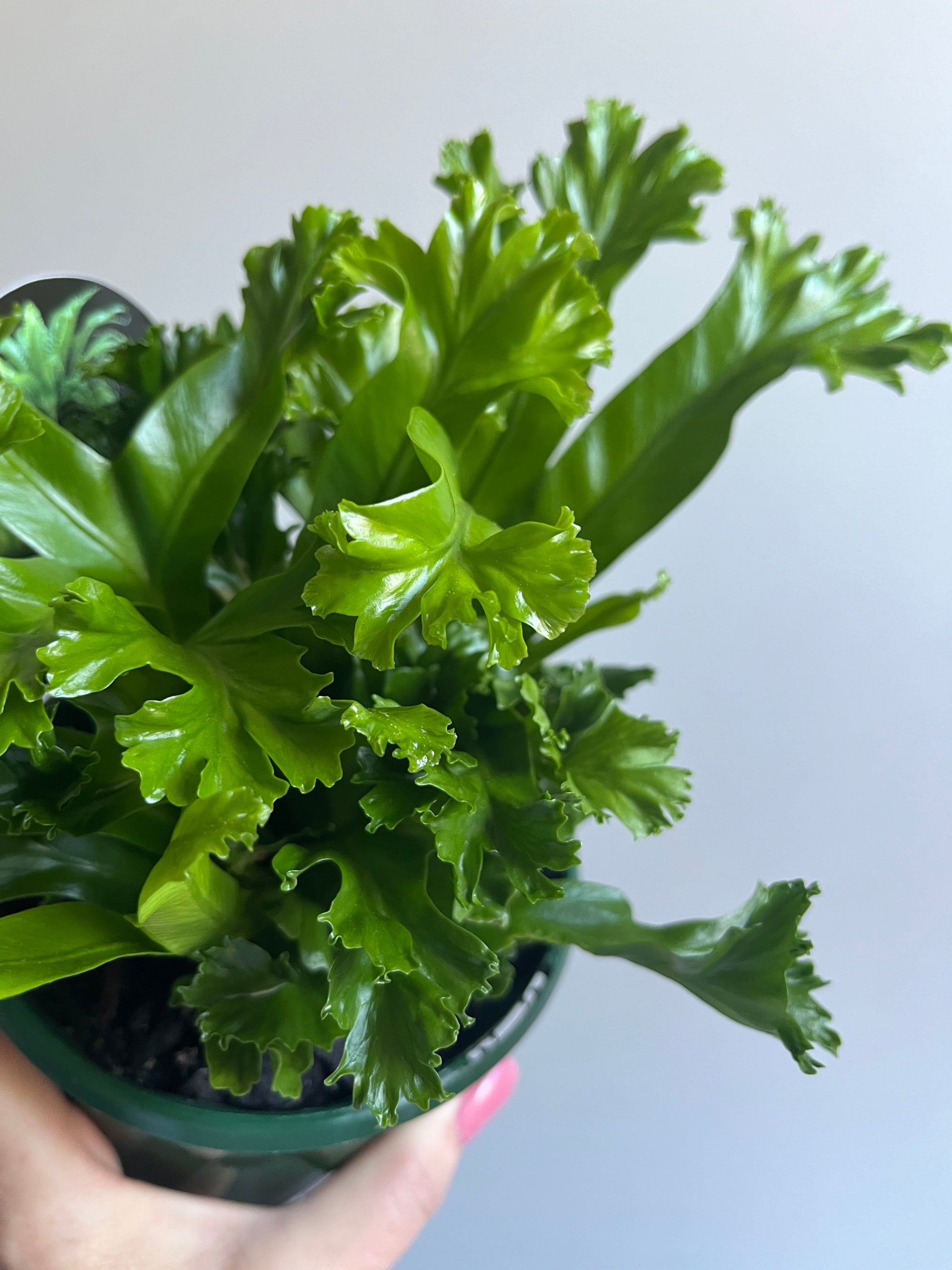 Asplenium antiquum cultivar ‘Leslie’