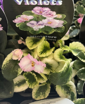 African Violet - Rob’s Itchy Britches