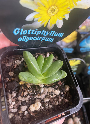Glottiphyllum oligocarpum