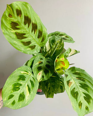 Maranta leuconeura Kerchoveana Variegata