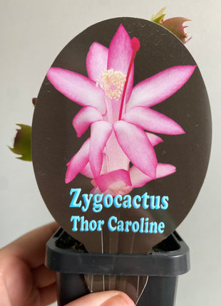 Schlumbergera Zygocactus varieties - 60mm Pot