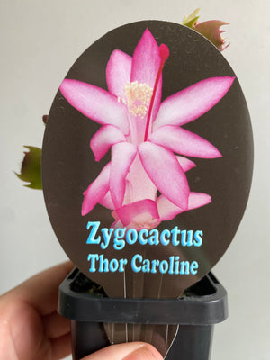 Schlumbergera Zygocactus varieties - 60mm Pot