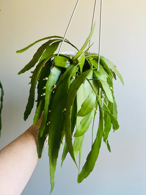 Rhipsalis Ramulosa - Mistletoe Cactus Collection No. 36