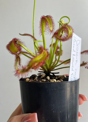 Drosera capensis (Broad Leaved Form)