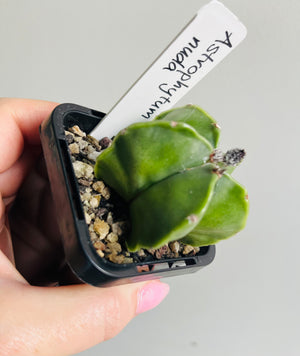 Astrophytum nuda 'The Green Bishop's Cap'