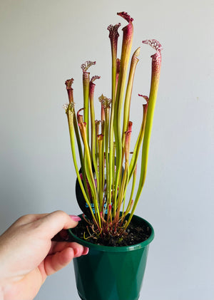 Sarracenia hybrid - Trumpet Pitcher Plant (NOID) E