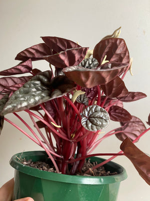 Peperomia caperata - Schumi Silver