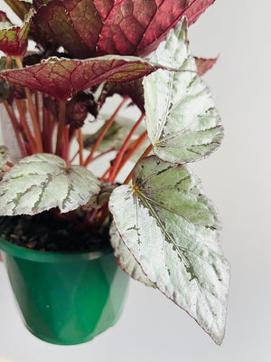 Begonia - Mini Silver