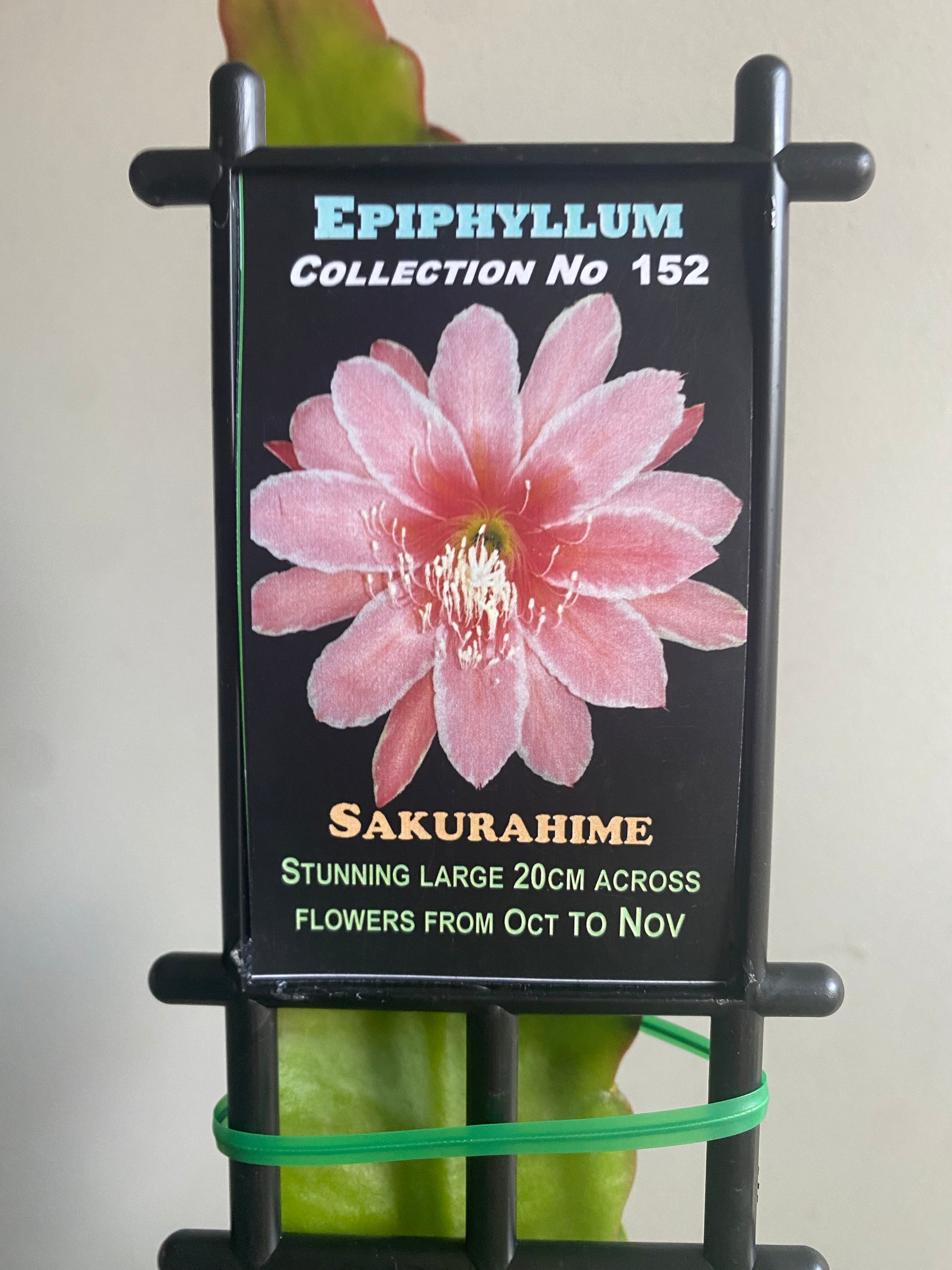 Epiphyllum 'Sakurahime' - Collection No. 152