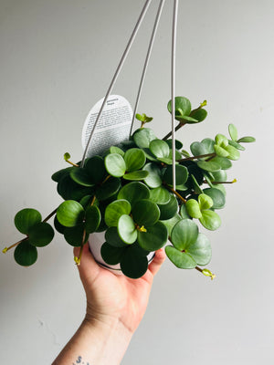 Peperomia Hope (deppeana x quadrifolia)