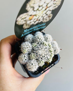 Mammillaria vetula cv. 'Arizona Snowcap'