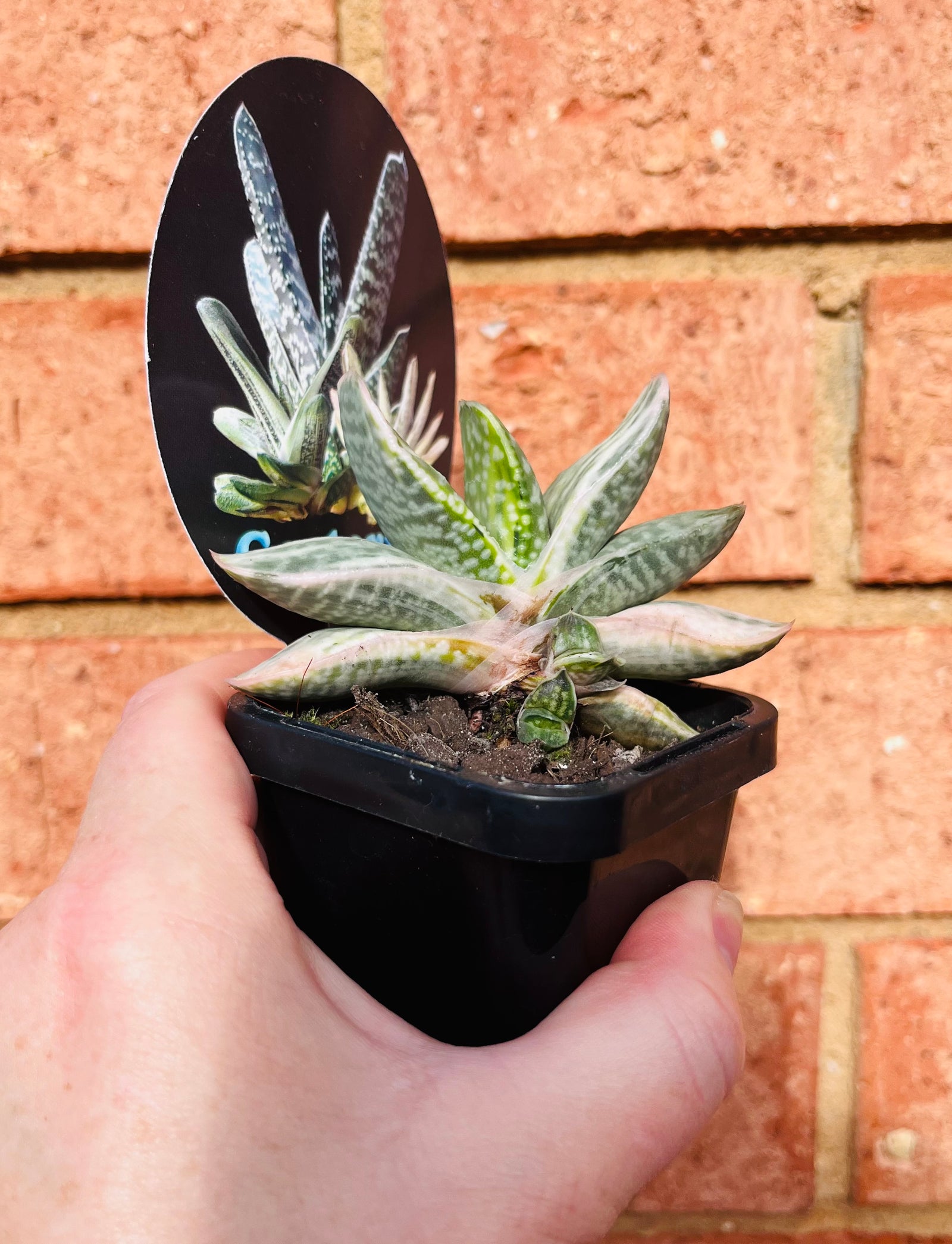 Gasteria variegated NOID