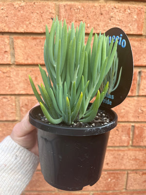 Senecio 'Nola's Pride'