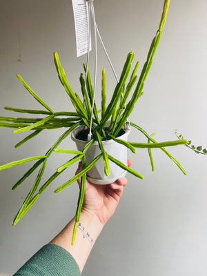 Rhipsalis Pentaptera - Mistletoe Cactus Collection No. 22