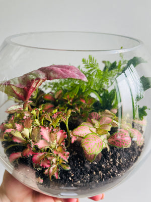 Displays & Terrariums - Large Globe Display - Fittonia, Begonia & Fern