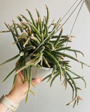 Rhipsalis baccifera ssp.coralloides - Mistletoe Cactus Collection No. 45