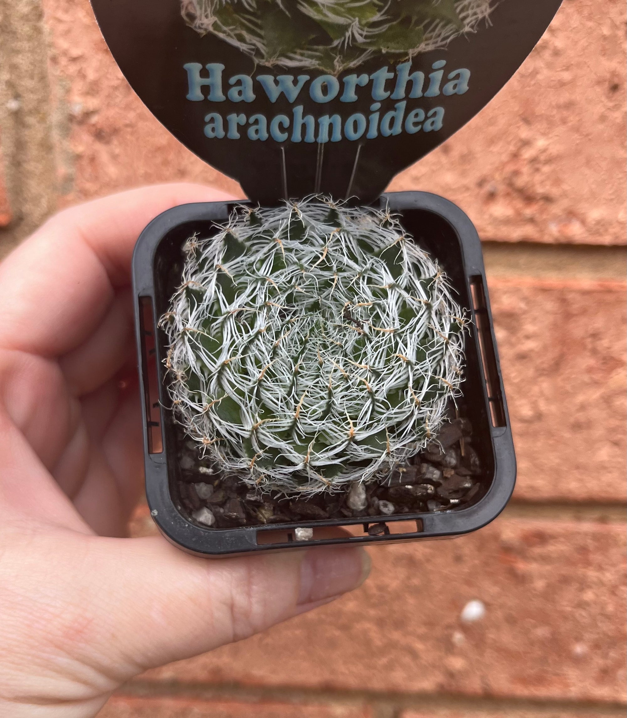 Haworthia arachnoidea