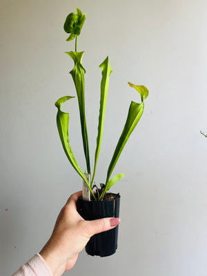 Sarracenia oreophila