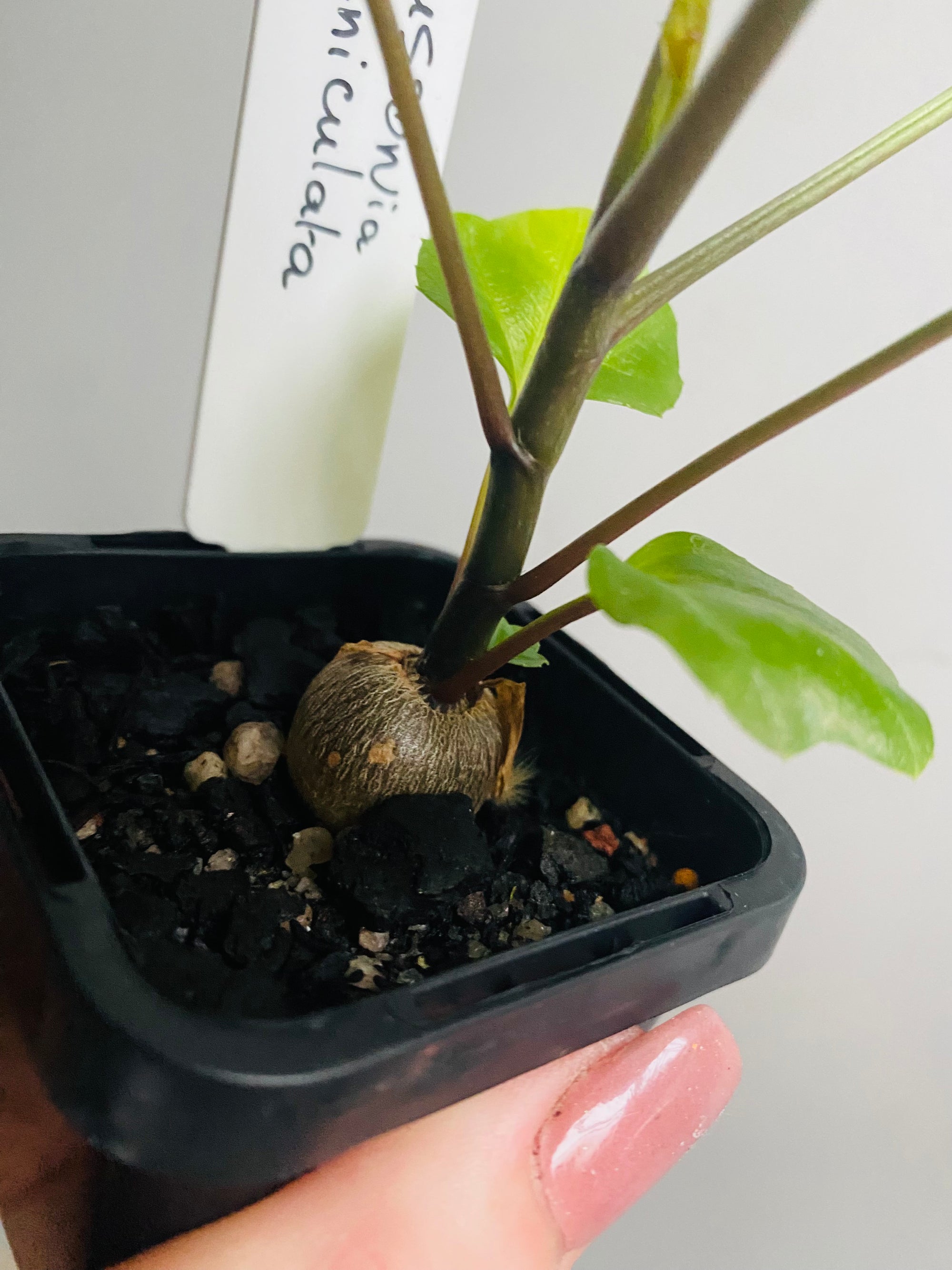Cussonia paniculata