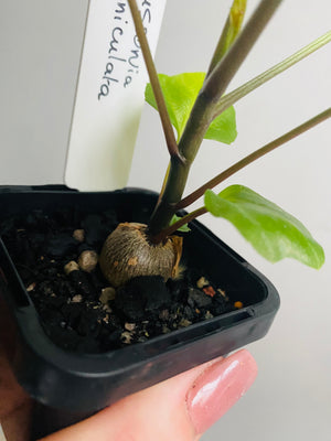 Cussonia paniculata