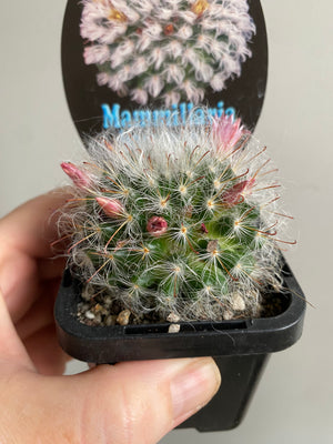 Mammillaria bocasana v splendens