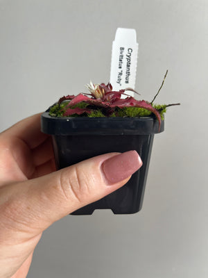 Bromeliad Cryptantha Bivittatus 'Ruby'