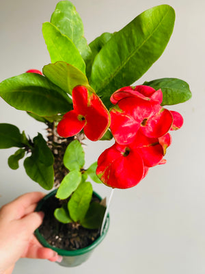 Euphorbia Siam Hybrid - Yod-Set Thee
