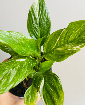 Spathiphyllum 'Domino'