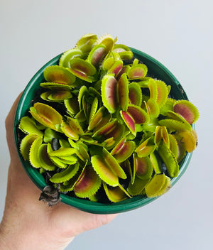 Venus Fly Trap - Dionaea muscipula 'Bristle Tooth'