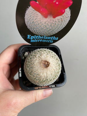 Epithelantha Micromeris