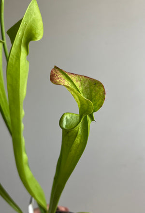 Sarracenia oreophila