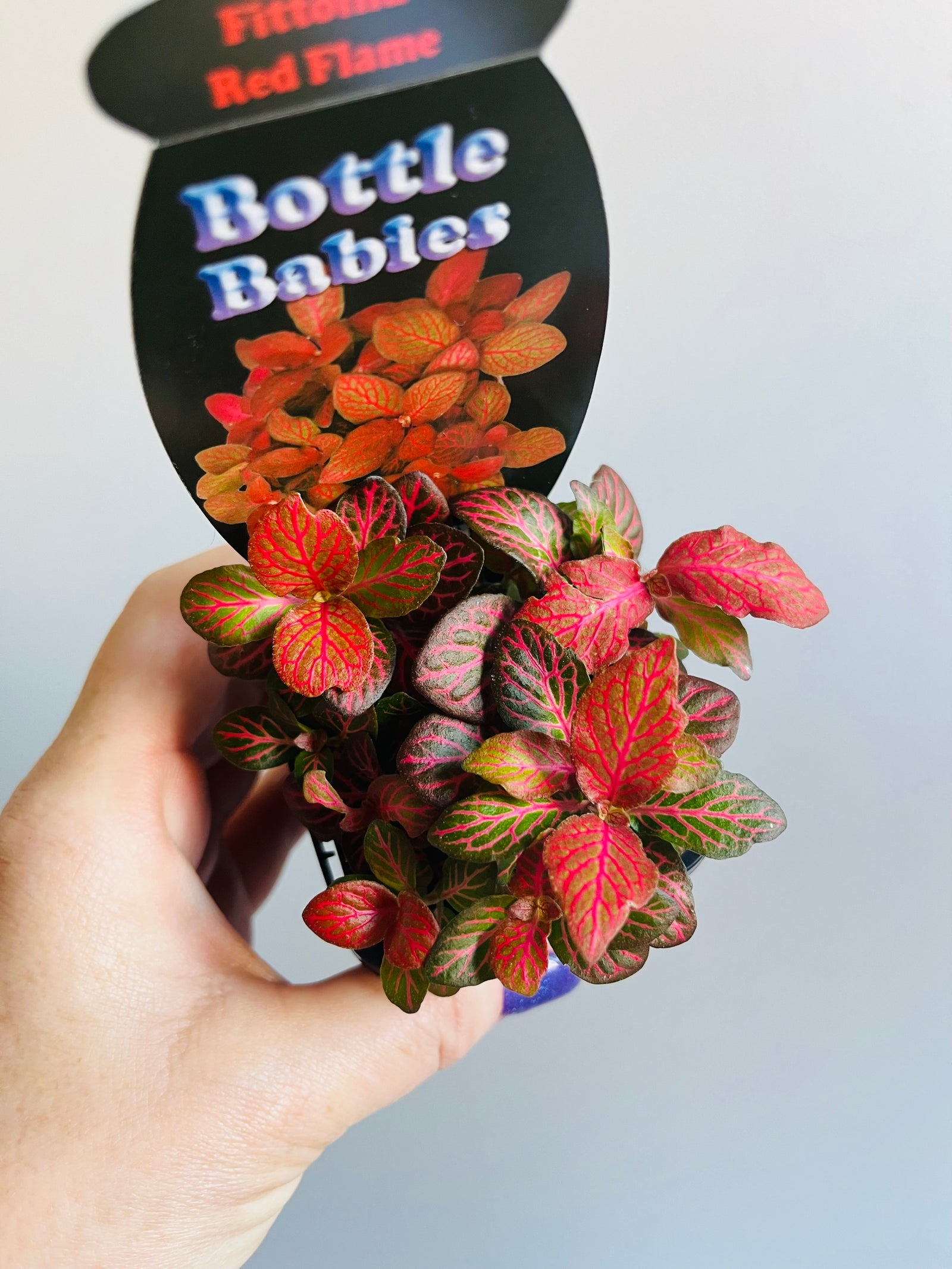 Fittonia - Red Flame