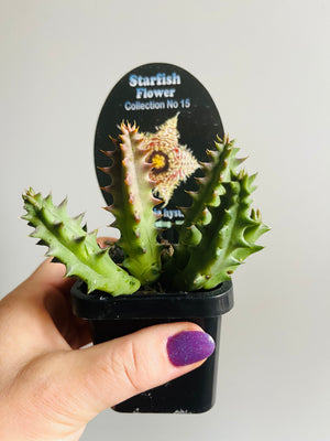 Huernia hystrix - Starfish Flower Collection No. 15