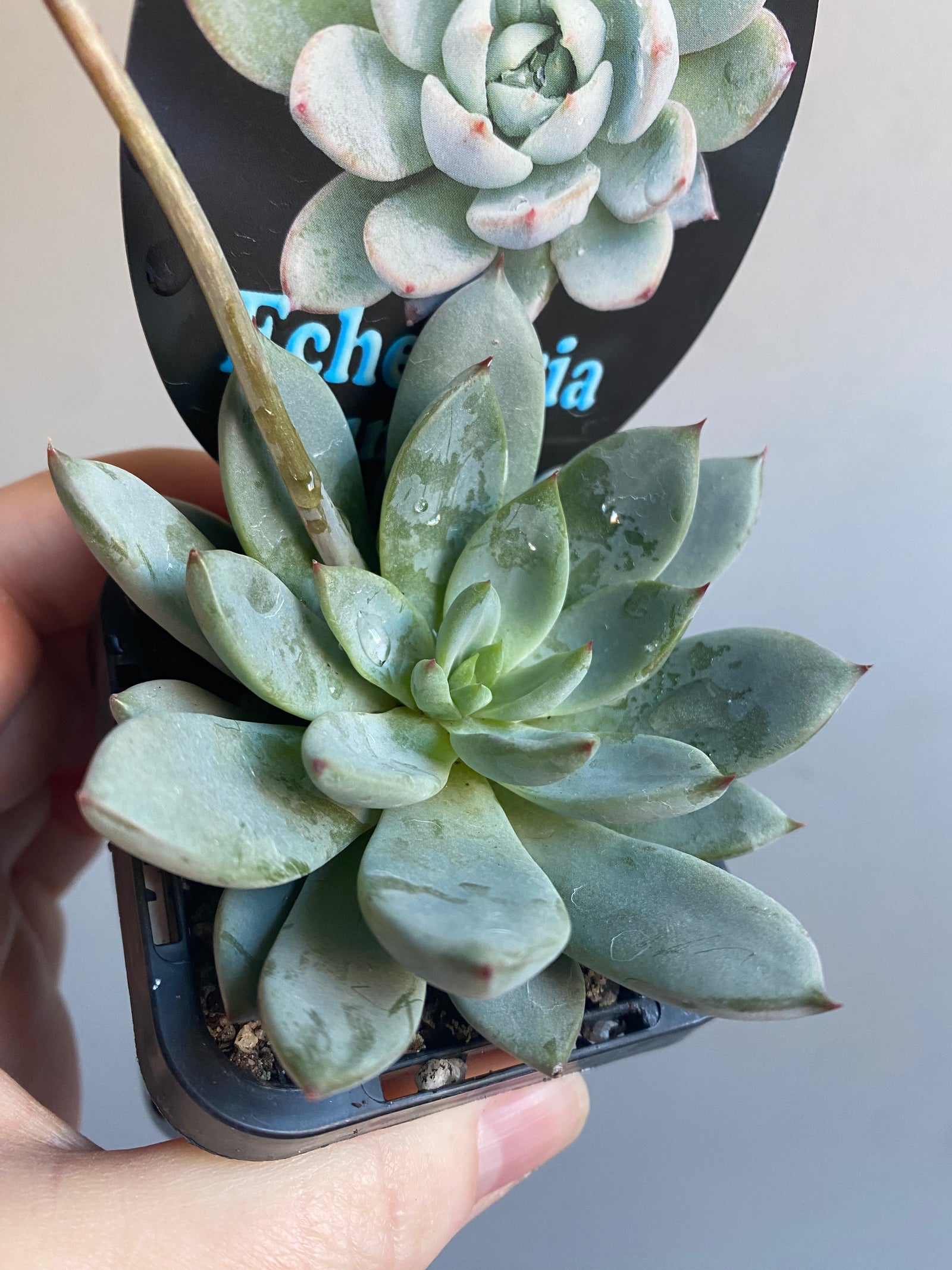 Echeveria colorata cv. ‘Yummie'