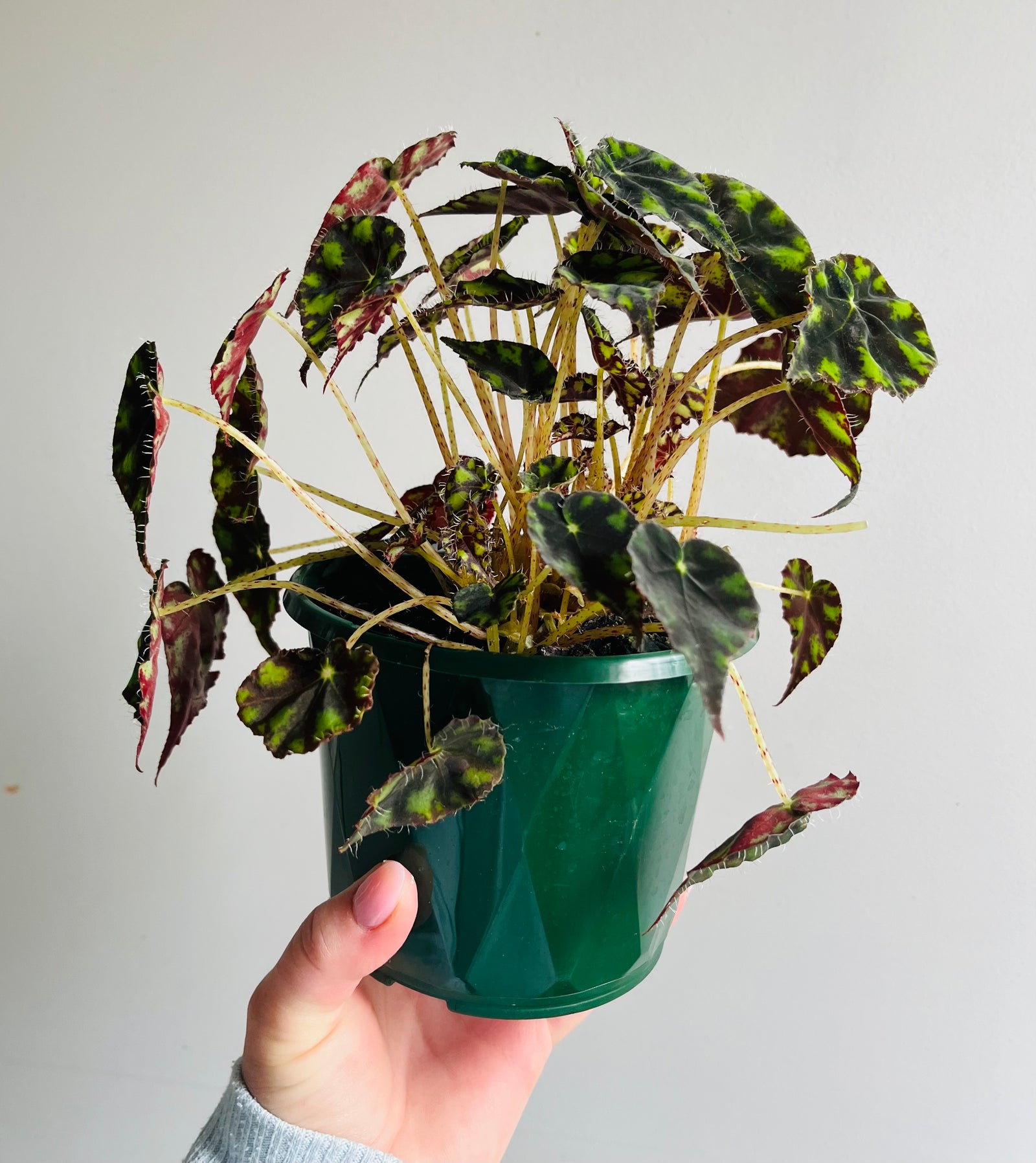 Begonia - Boweri