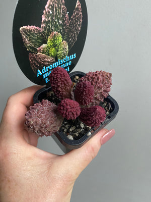 Adromischus marianae f. herrei
