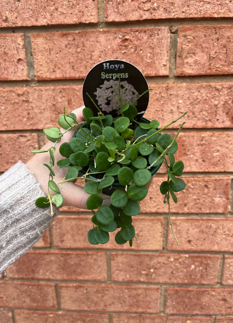 Hoya - Serpens Collection No. 7