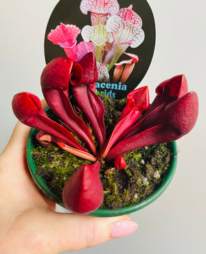 Sarracenia x courtii