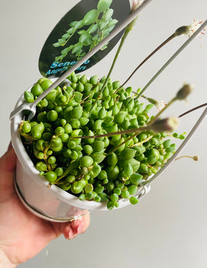 Senecio herreianus  ‘Angels Tears’