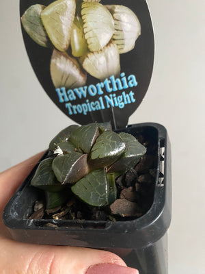 Haworthia 'Tropical Night'