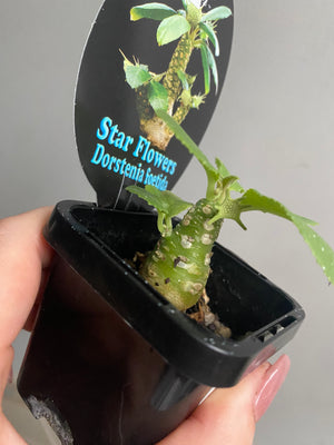 Dorstenia foetida 'Star Flowers'