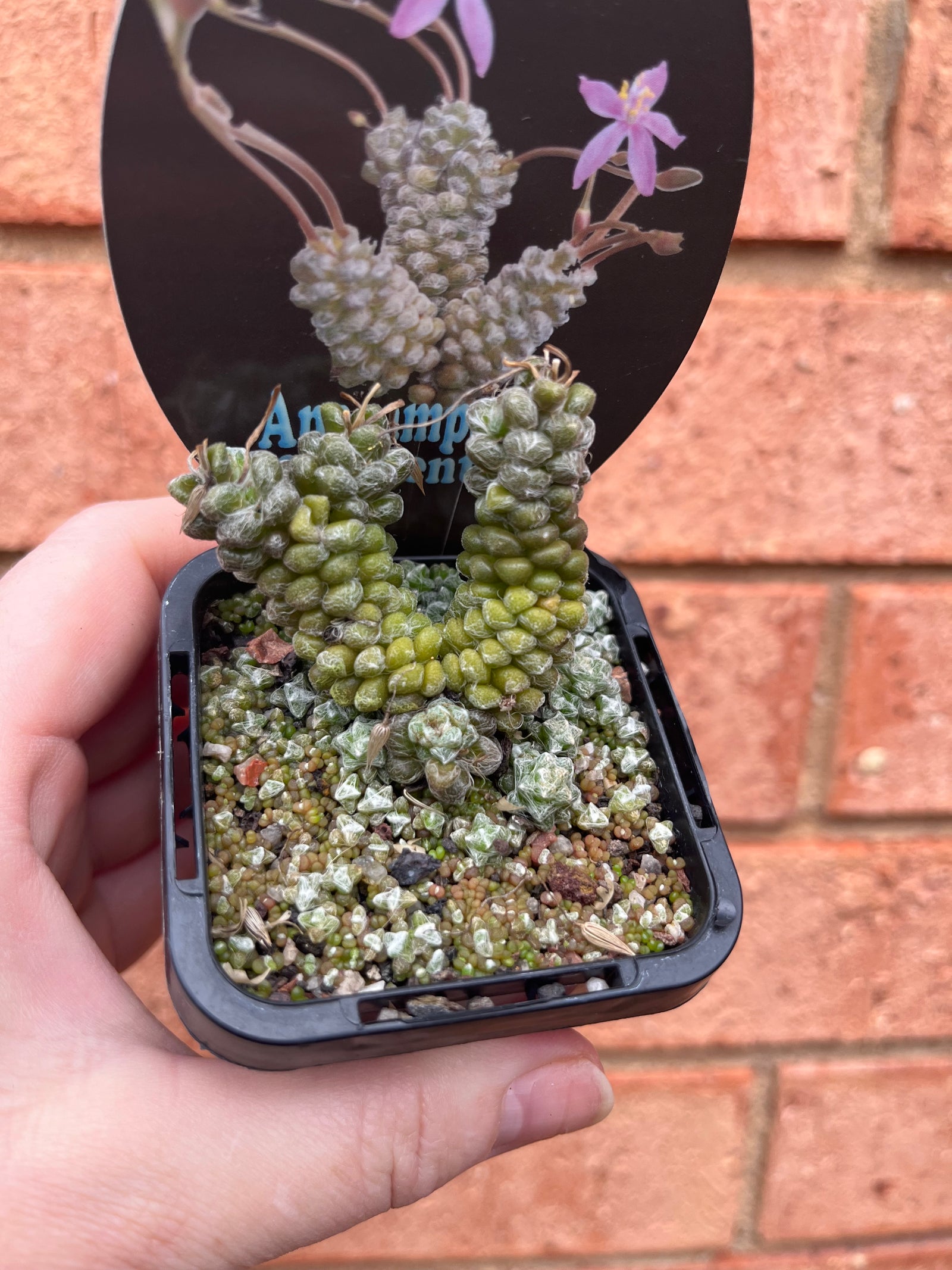 Anacampseros filamentosa subsp. tomentosa