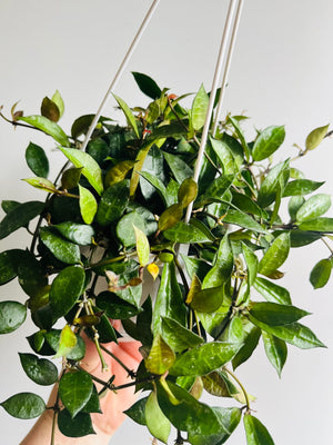 Hoya - Lacunosa Collection No. 8
