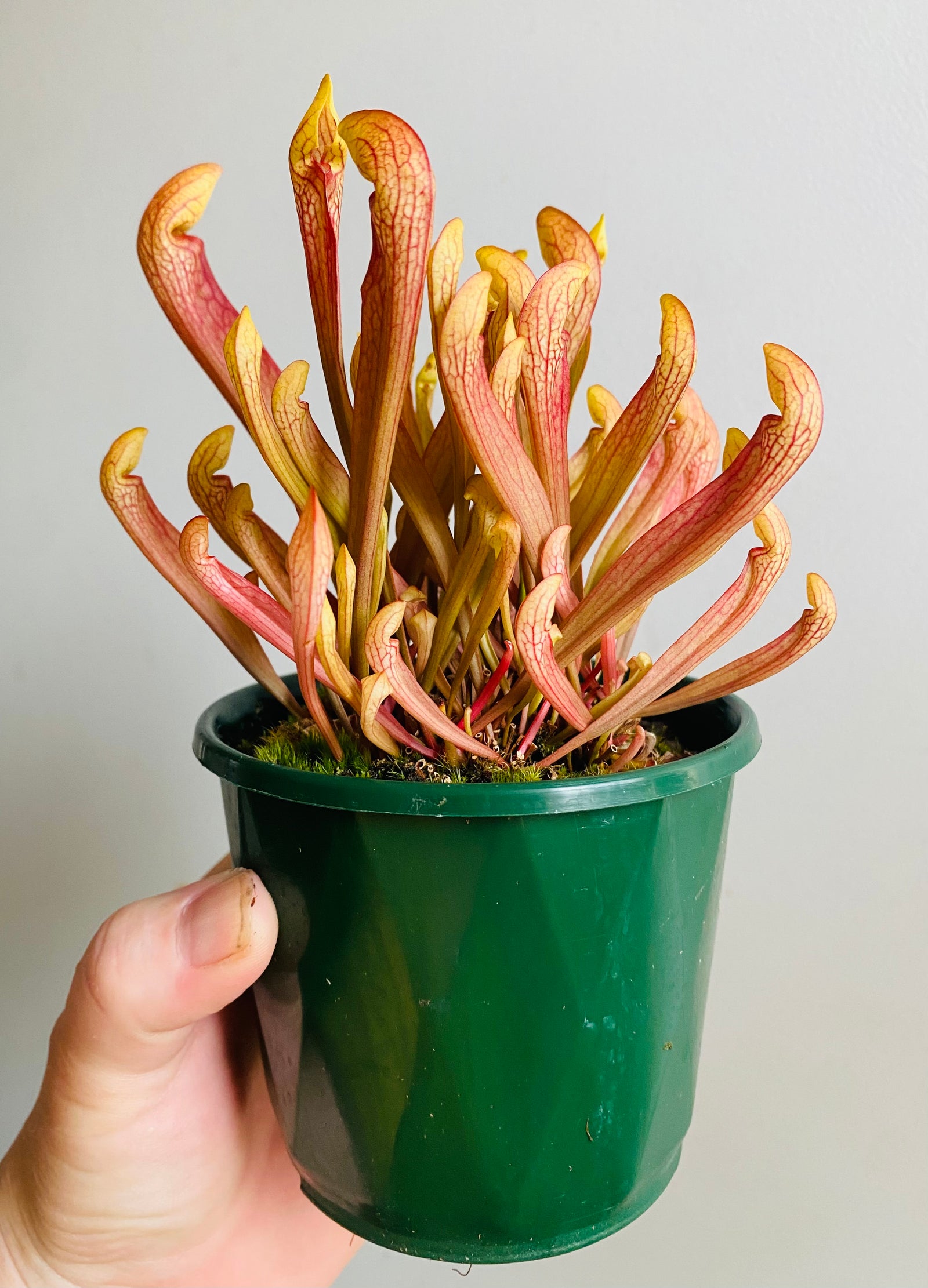 Sarracenia hybrid - Trumpet Pitcher Plant ‘Ruby Lips’