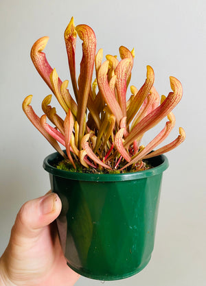 Sarracenia hybrid - Trumpet Pitcher Plant (NOID) B
