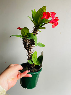 Euphorbia Siam Hybrid - Yod-Set Thee