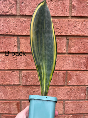 Sansevieria masoniana variegata 'Whale Fin'