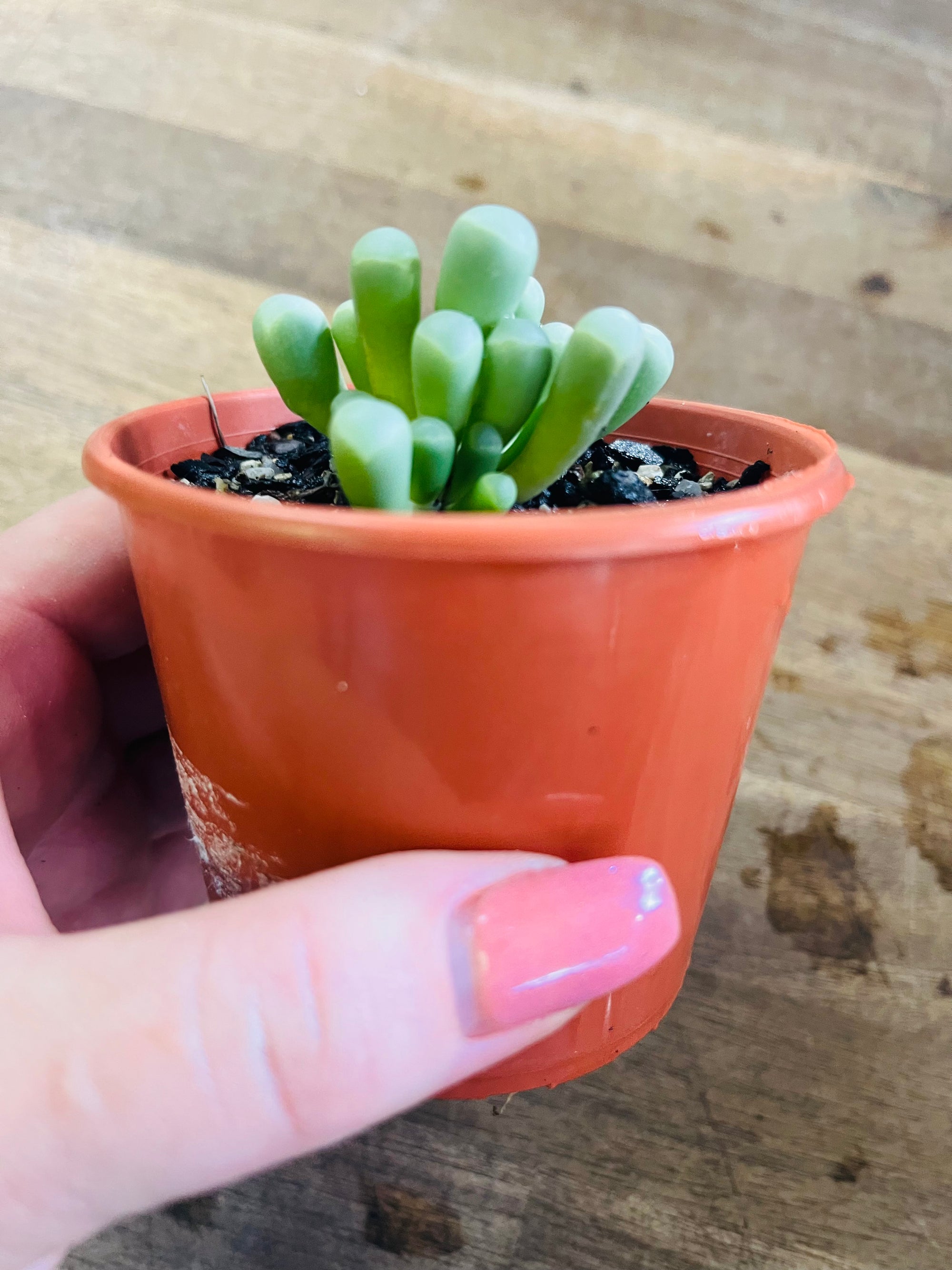 Fenestraria rhopalophylla - Babies Toes