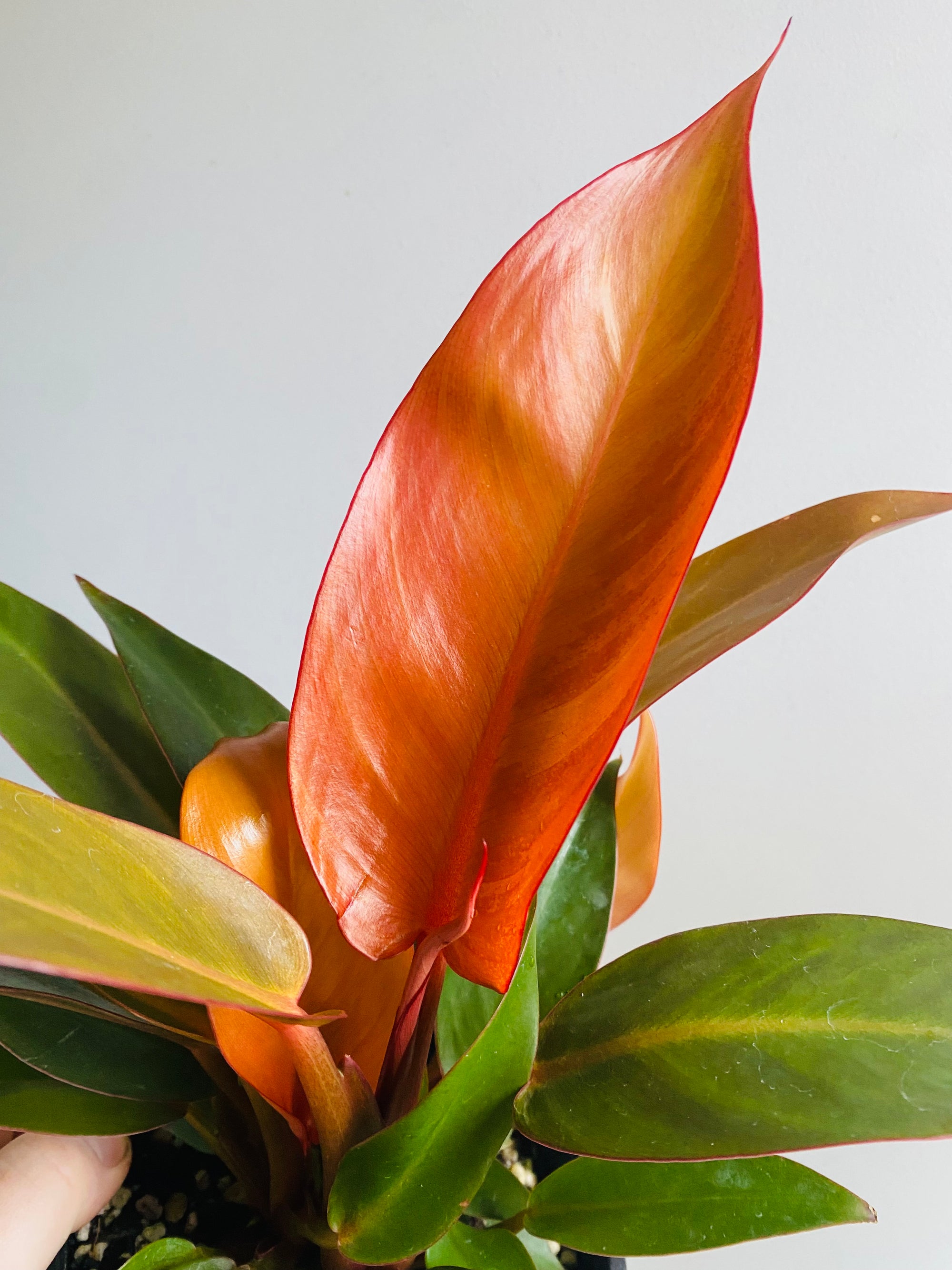 Philodendron « Red Sun » main image 0